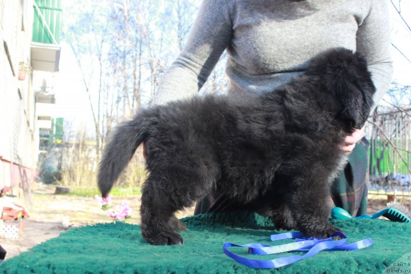 Фото: ньюфаундленд Портус из Антаграда