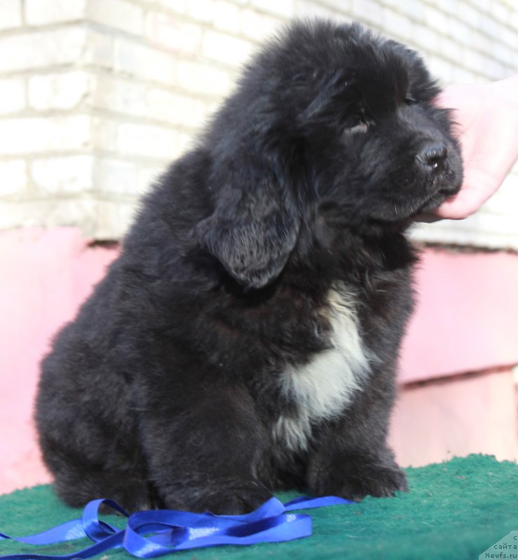 Фотография № 205392