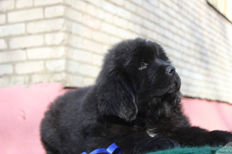 Фото: ньюфаундленд Портус из Антаграда