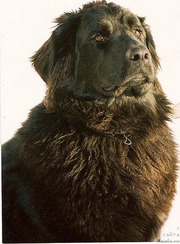 Фото: ньюфаундленд Оскар Трейси-Виктория