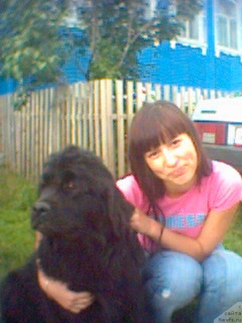 Фото: ньюфаундленд Севертан Рожденная Легендой, Вероника Батина