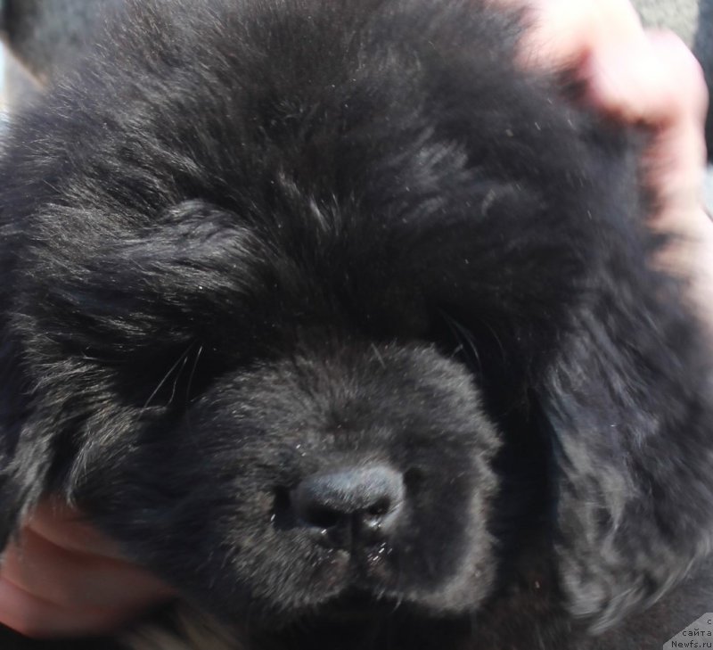 Фото: ньюфаундленд Портус из Антаграда