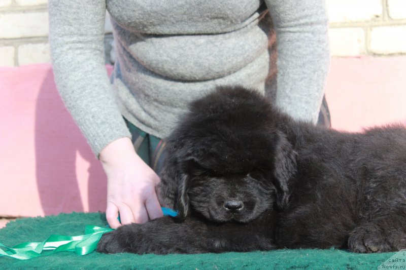 Фото: ньюфаундленд Протей из Антаграда