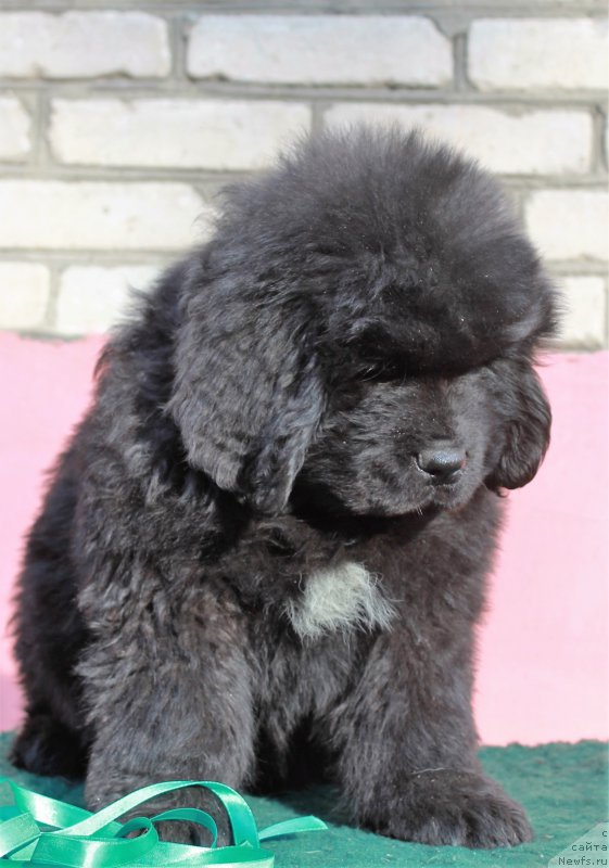 Фотография № 205405