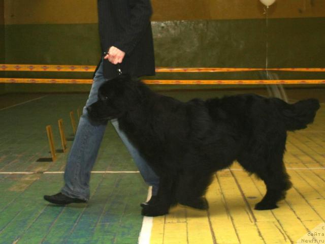 Фото: ньюфаундленд Аксесс Денайд Топ Сикрет