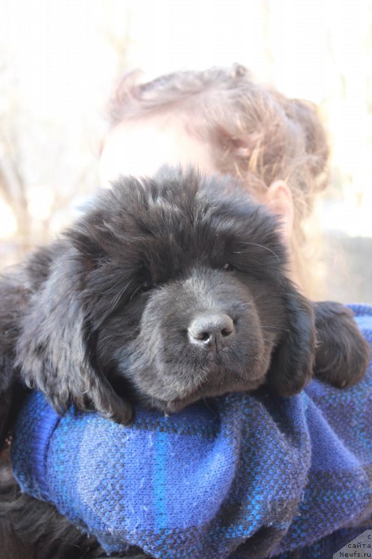 Фото: ньюфаундленд Персея из Антаграда (Perseja is Antagrada)