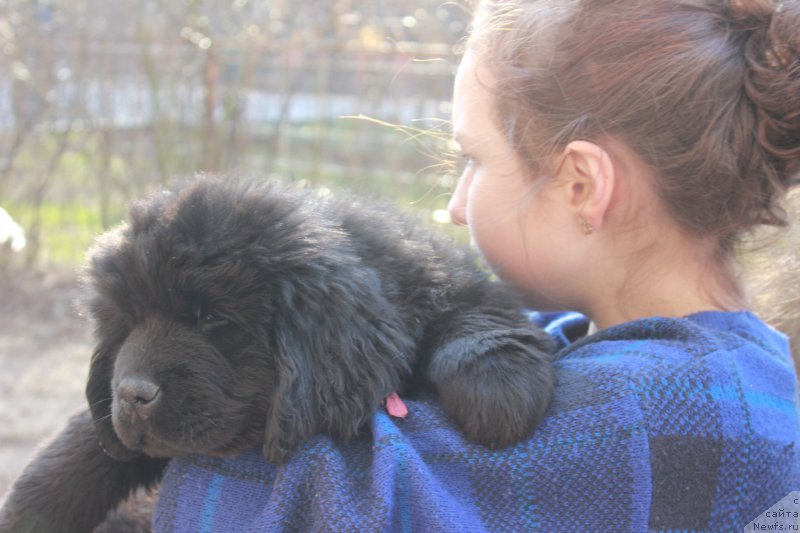 Фото: ньюфаундленд Персея из Антаграда (Perseja is Antagrada)