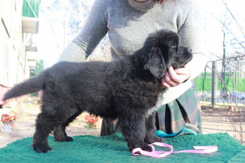 Фотография № 205414