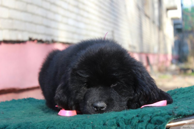 Фото: ньюфаундленд Персея из Антаграда (Perseja is Antagrada)