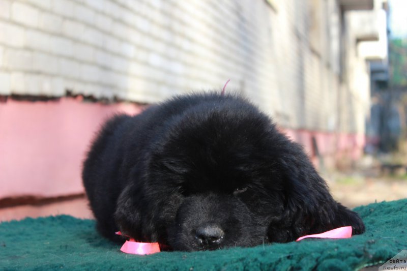 Фото: ньюфаундленд Персея из Антаграда (Perseja is Antagrada)