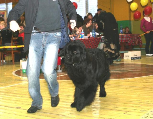 Фото: ньюфаундленд Аксесс Денайд Топ Сикрет