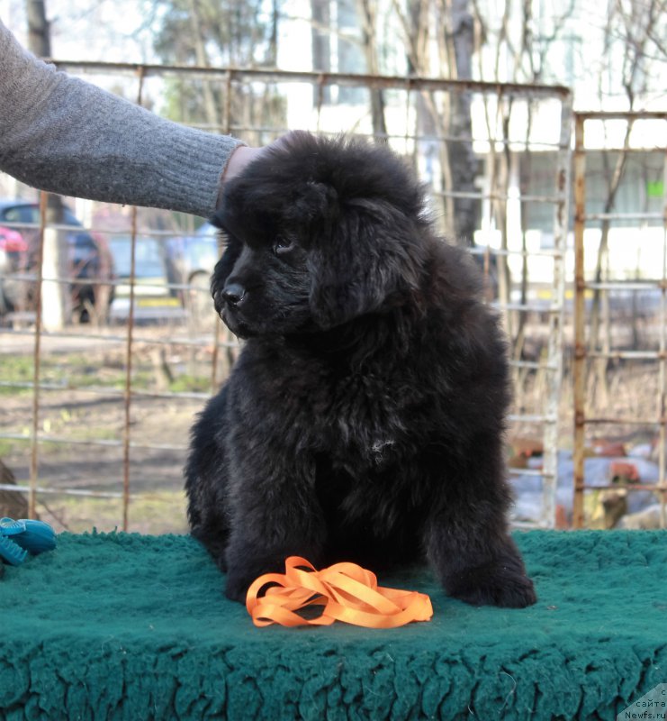 Фото: ньюфаундленд Помона из Антаграда (Pomona is Antagrada)