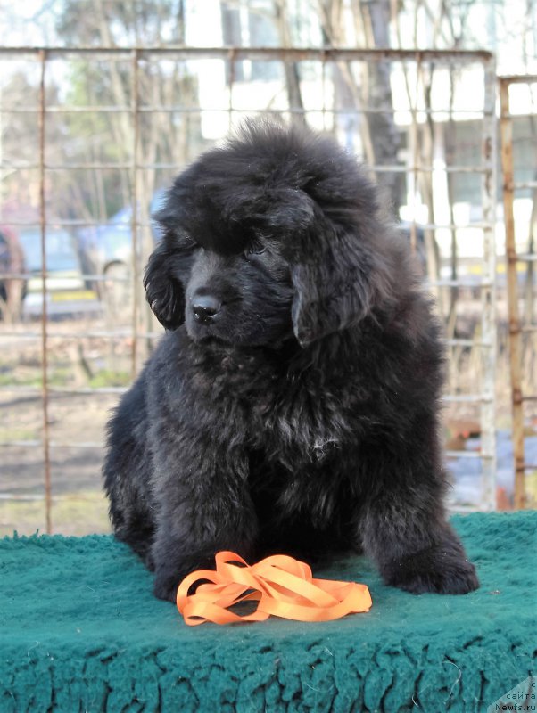 Фото: ньюфаундленд Помона из Антаграда (Pomona is Antagrada)