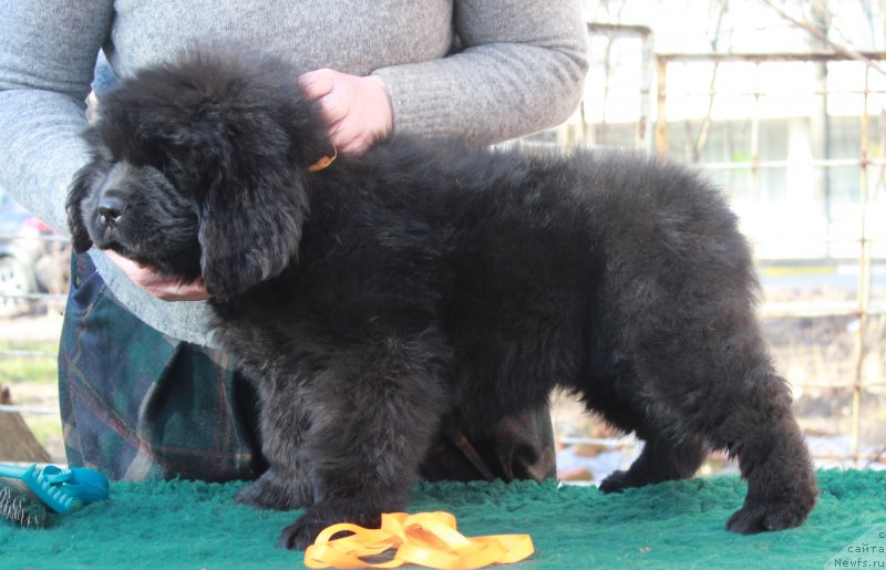 Фото: ньюфаундленд Помона из Антаграда (Pomona is Antagrada)