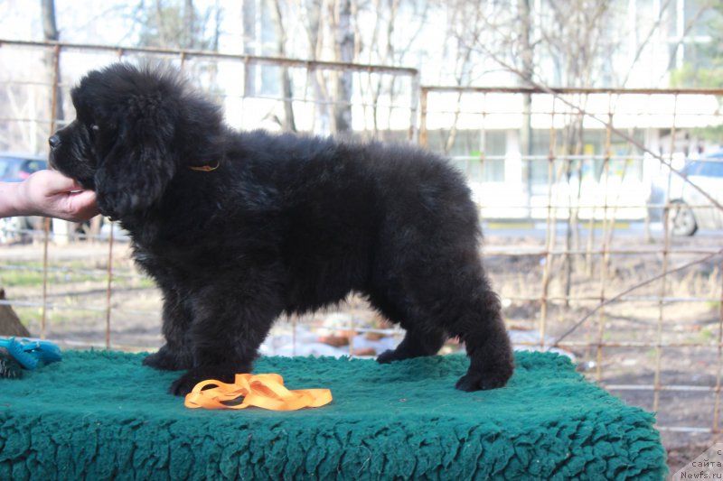 Фото: ньюфаундленд Помона из Антаграда (Pomona is Antagrada)