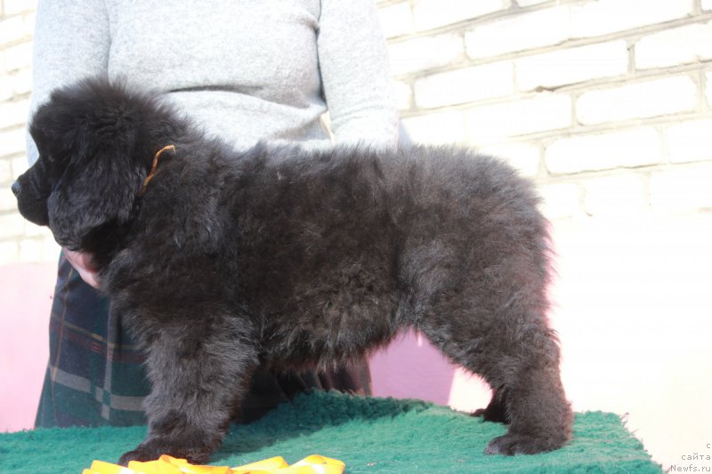 Фото: ньюфаундленд Помона из Антаграда (Pomona is Antagrada)