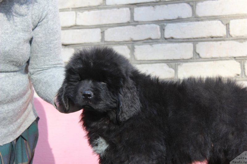 Фото: ньюфаундленд Помона из Антаграда (Pomona is Antagrada)