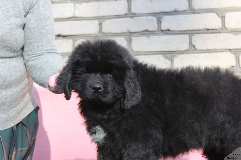 Фото: ньюфаундленд Помона из Антаграда (Pomona is Antagrada)