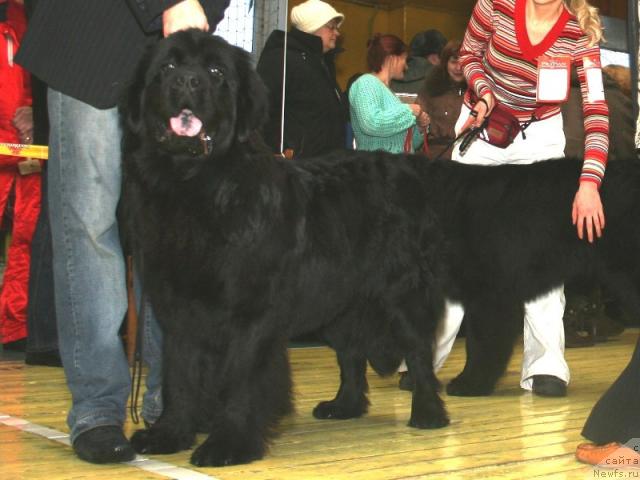 Фото: ньюфаундленд Аксесс Денайд Топ Сикрет