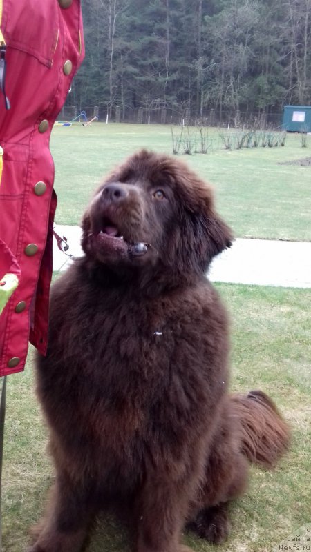Фото: ньюфаундленд Парис Браун Элерон