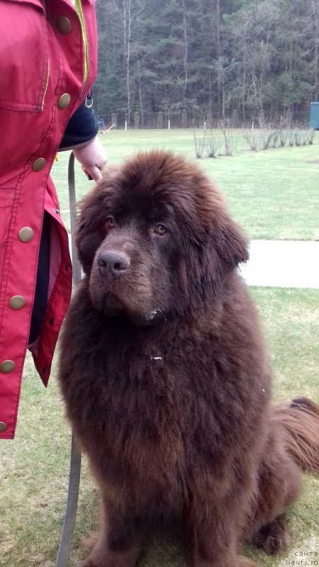 Фото: ньюфаундленд Парис Браун Элерон