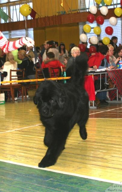 Фото: ньюфаундленд Арабика Блэк Экстра
