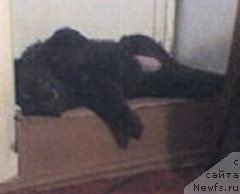 Фото: ньюфаундленд Ульрика Сноу Квин