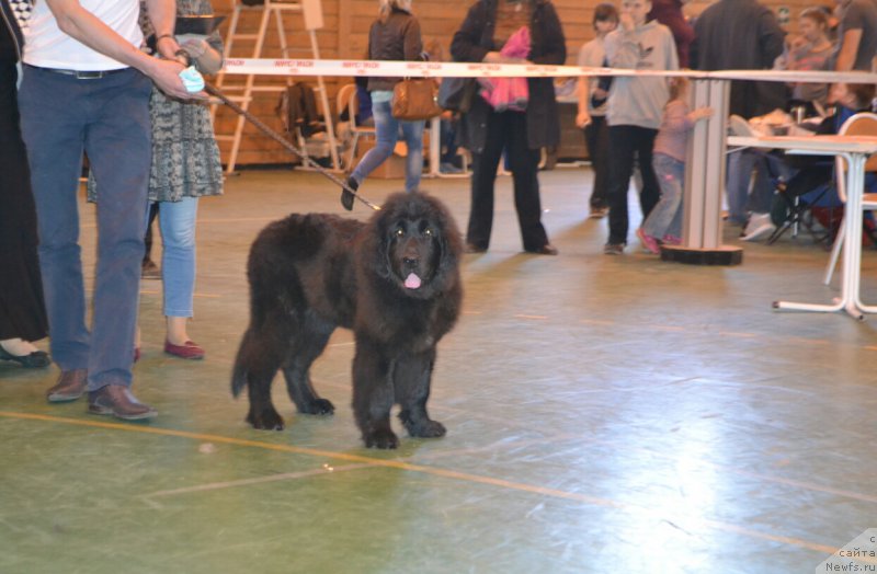 Фото: Гран-При Тольятти Самур