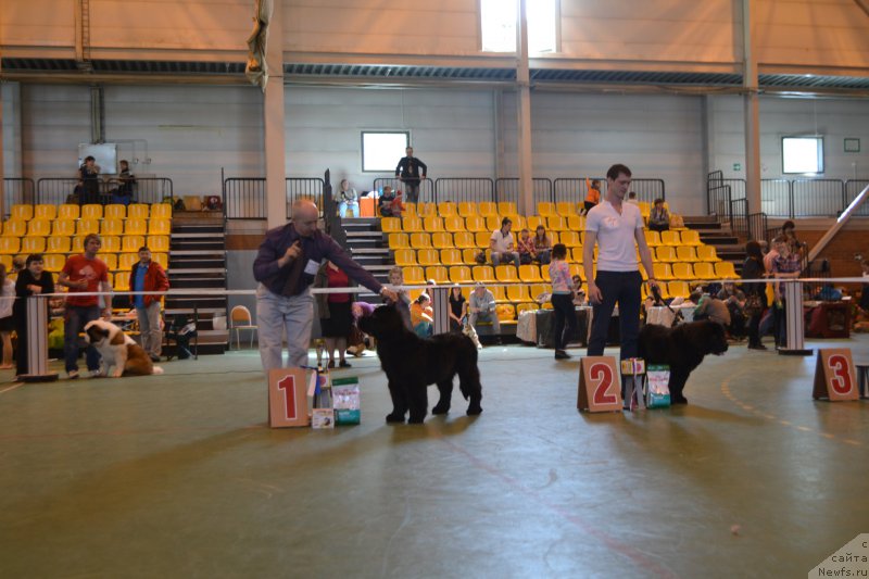 Фото: ньюфаундленд Никита Богатырь Империи (Nikita Bogatyr Imperii)