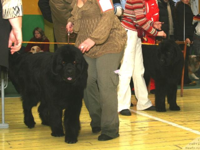 Фото: ньюфаундленд Априори Балу Роял Стайл