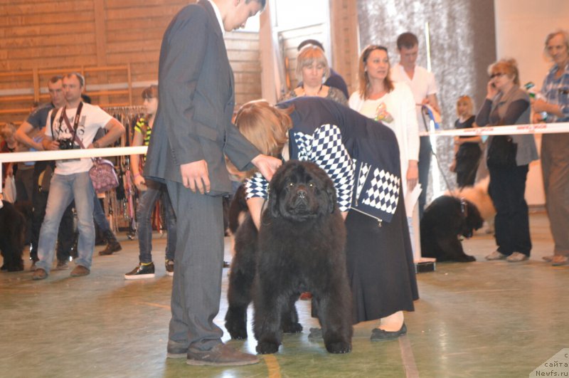 Фото: ньюфаундленд Акватория Келвин Есения (Aquatoriya Kelvin Eseniya)