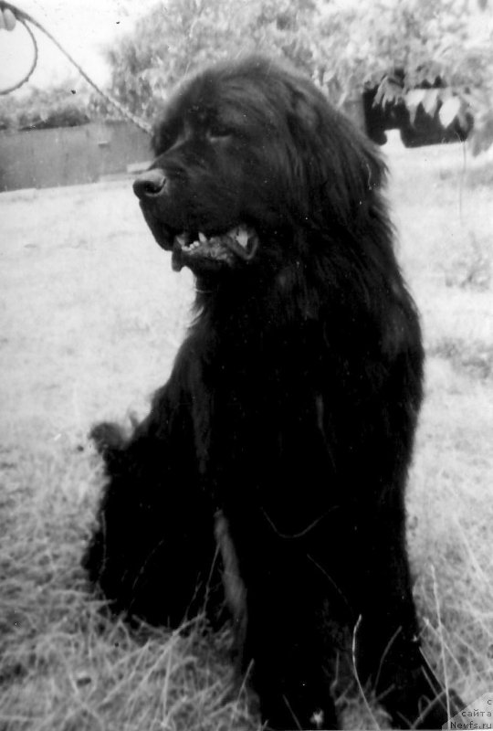 Фото: ньюфаундленд Атрей