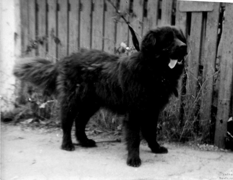 Фото: ньюфаундленд Йорген Браун Квил Ботсвейн