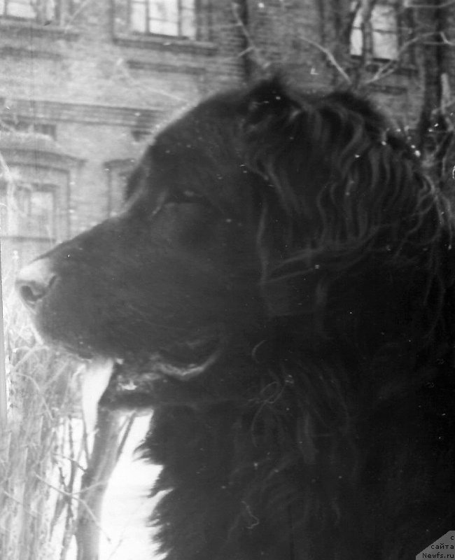 Фото: ньюфаундленд Реджи