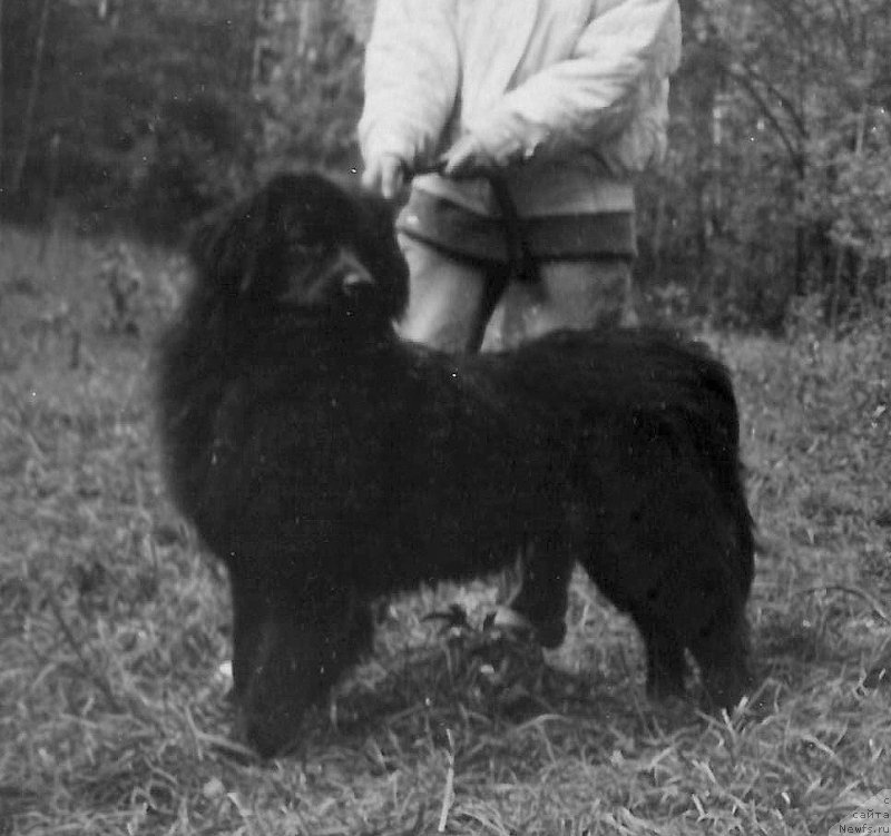 Фото: ньюфаундленд Чеджуда Ботсвейн Шэгги Хэппинес