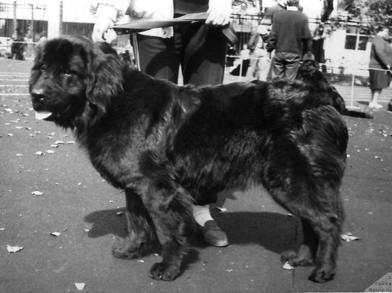 Фото: ньюфаундленд Берта