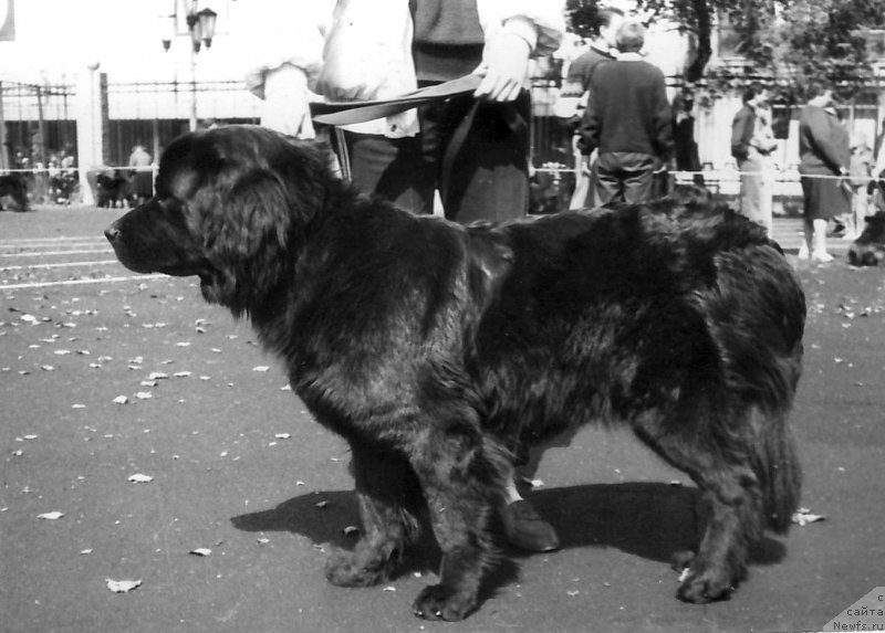 Фото: ньюфаундленд Берта