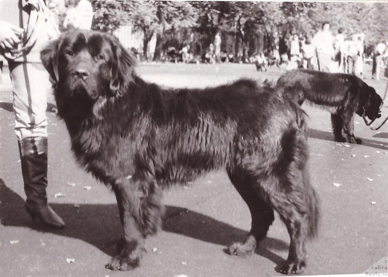 Фото: ньюфаундленд Бучер Магри