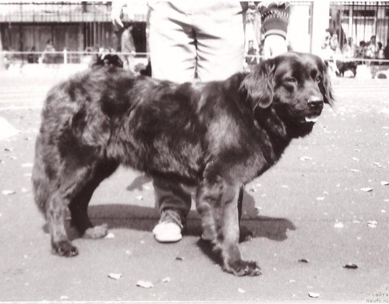 Фото: ньюфаундленд Джуна Росс