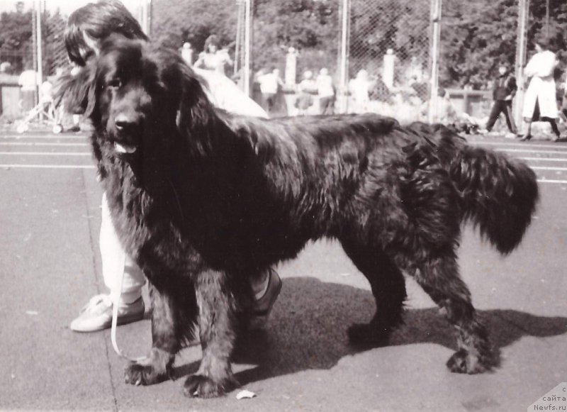 Фото: ньюфаундленд З Еля