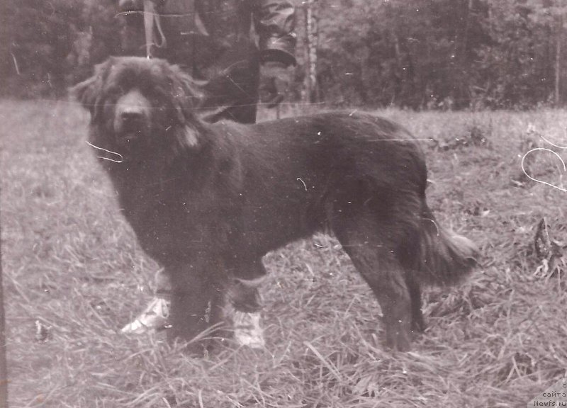 Фото: ньюфаундленд Кинли Ботсвейн Шегги Хэппинес