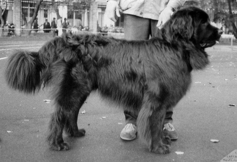 Фото: ньюфаундленд Негус Дэн Брайт