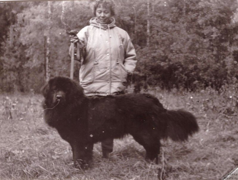 Фото: ньюфаундленд Центаврия Улкрис Ботсвейн