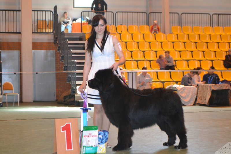 Фото: ньюфаундленд Акнолидж Акела (Aknolidzh Akela)