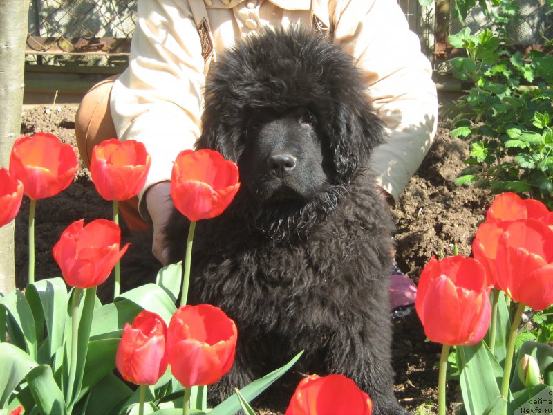 Фото: ньюфаундленд Зимний Дар с Берега Дона (Zimniy Dar s Berega Dona)