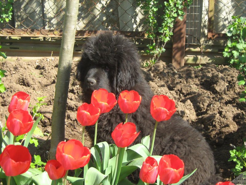 Фото: ньюфаундленд Зимний Дар с Берега Дона (Zimniy Dar s Berega Dona)