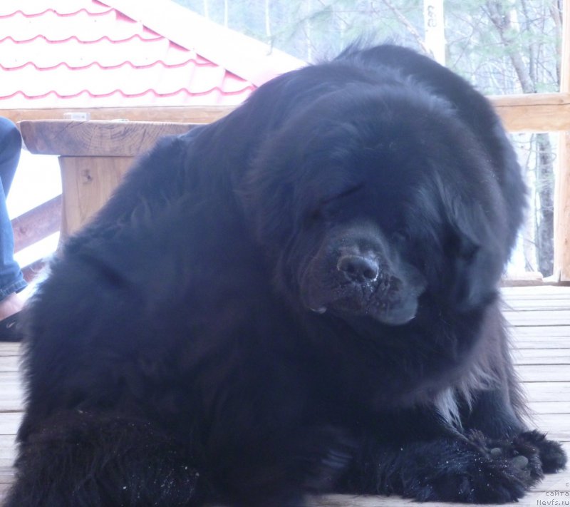 Фото: ньюфаундленд На Гребне Волны Королевский Сын