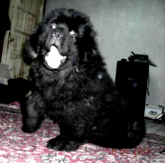 Фото: ньюфаундленд Сент Джонс Круиз (Sent Djons Kruiz)