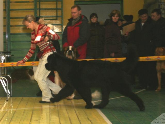 Фото: ньюфаундленд King of Helluland Dizzy Beauty