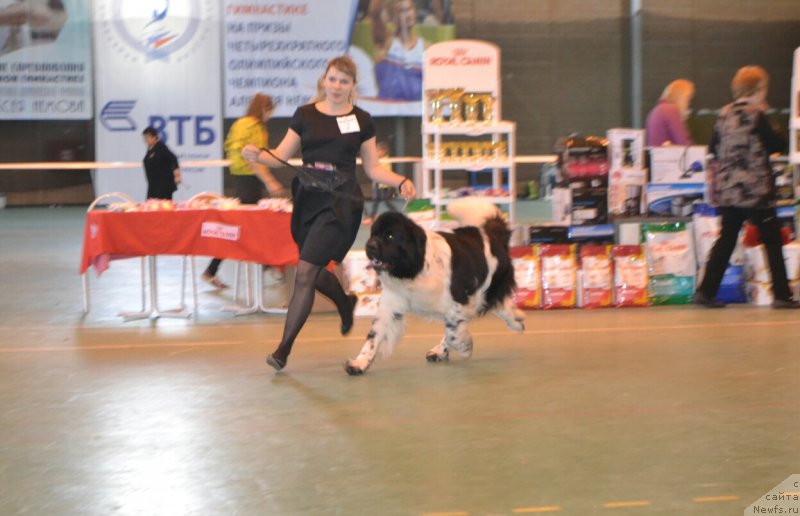Фото: ньюфаундленд Степная Пальмира Естественно Я Лучший
